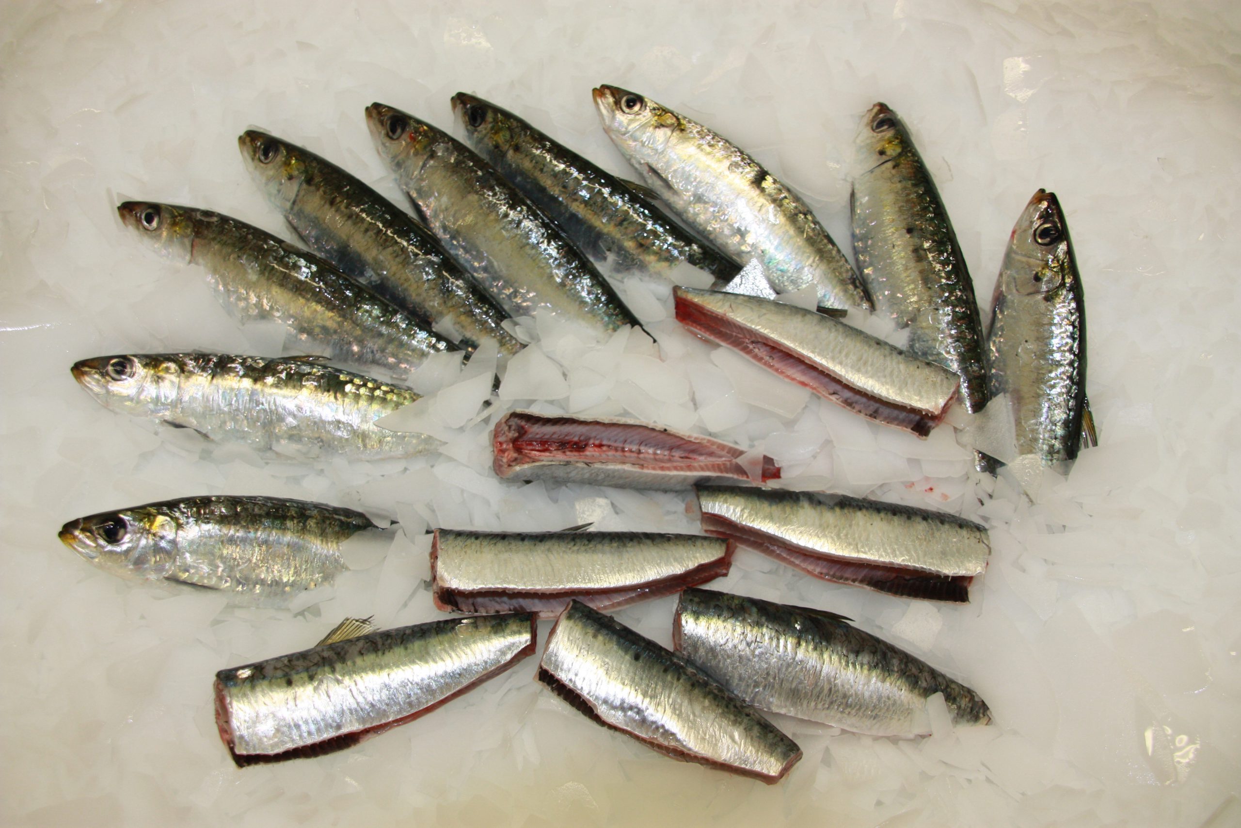 Frozen sardine fillet 
