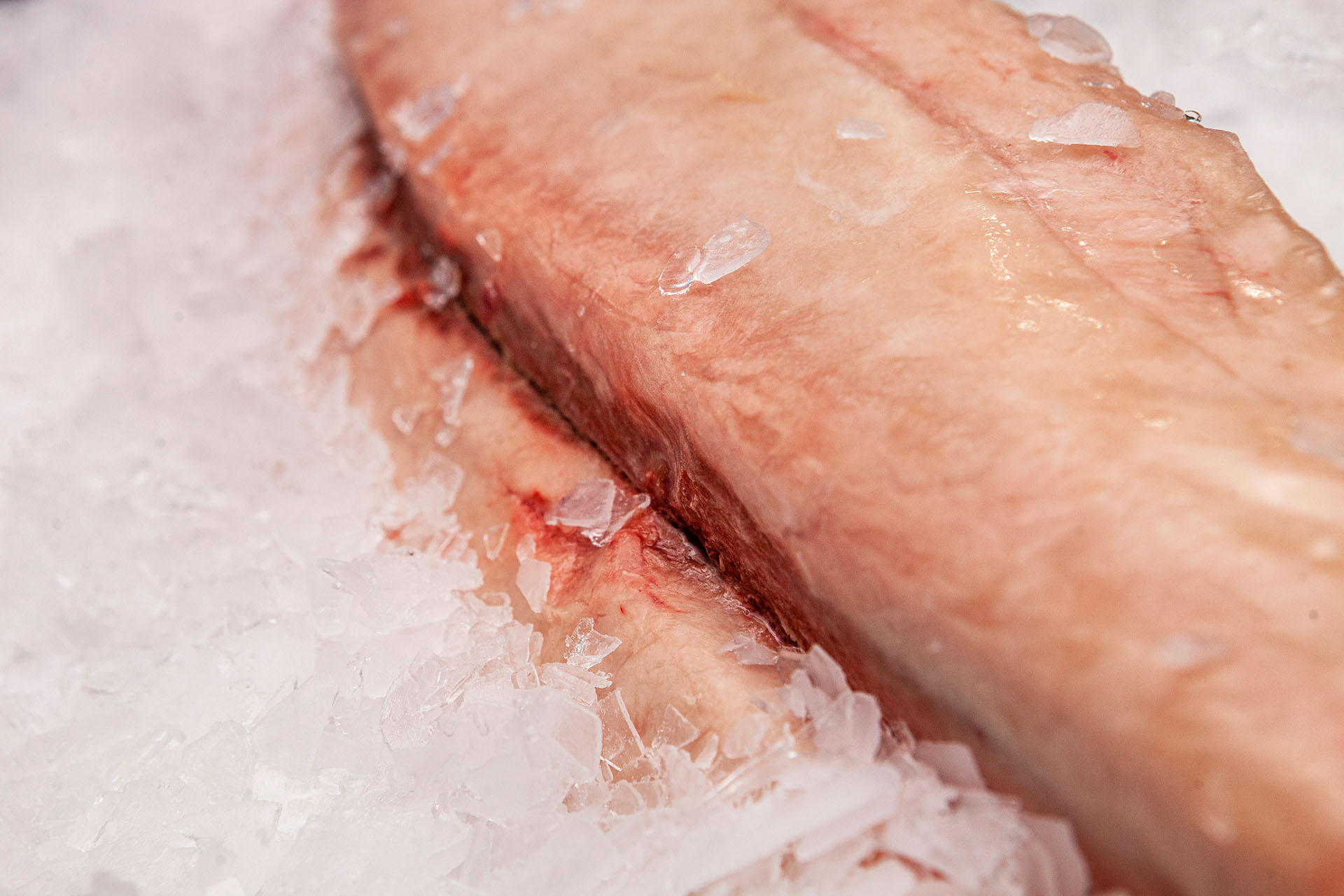 Frozen tuna ventresque