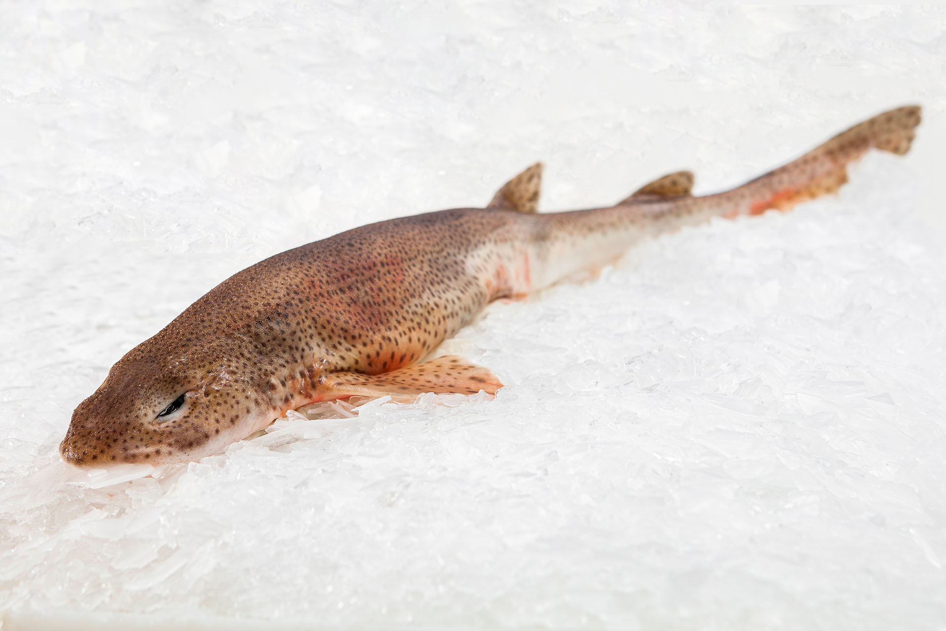 Frozen lesser spotted dogfish