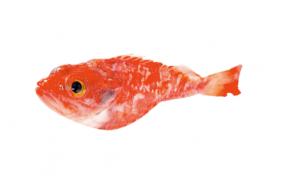 Goatfish/redfish (Scorpaena porcus)