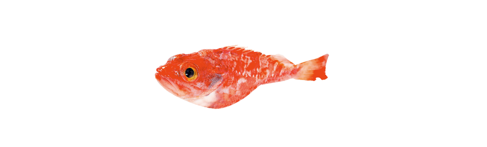 Goatfish/redfish (Scorpaena porcus)