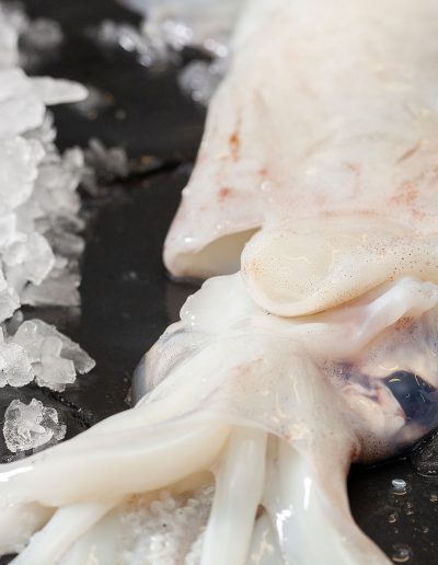 calamar pescado msc