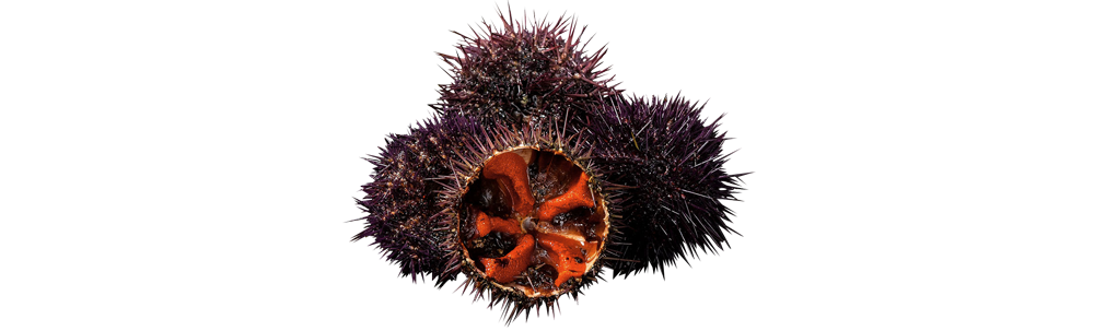Sea urchin (Paracentrotus lividus)