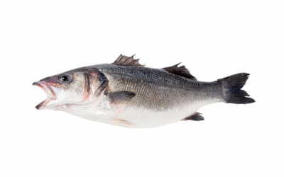 Frozen sea bass (Dicentrarchus labrax)