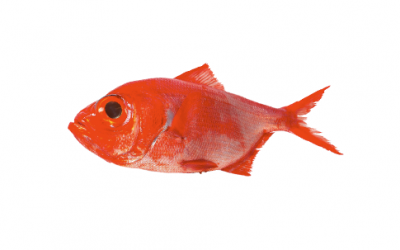 Alfonsino fish (Beryx decadactylus)