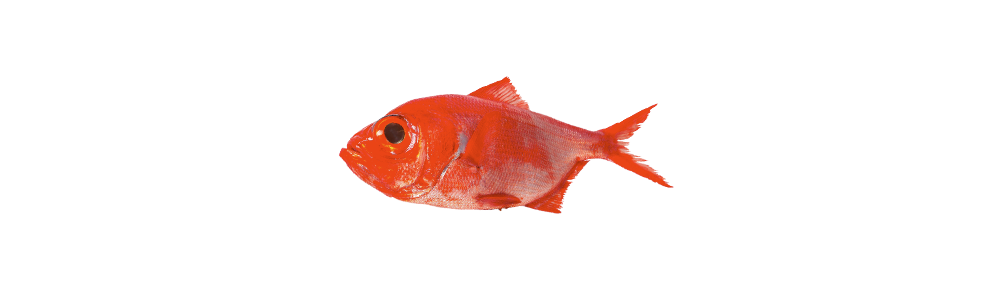 Alfonsino fish (Beryx decadactylus)