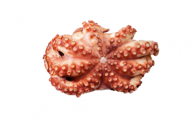 Poulpe (Octopus vulgaris)