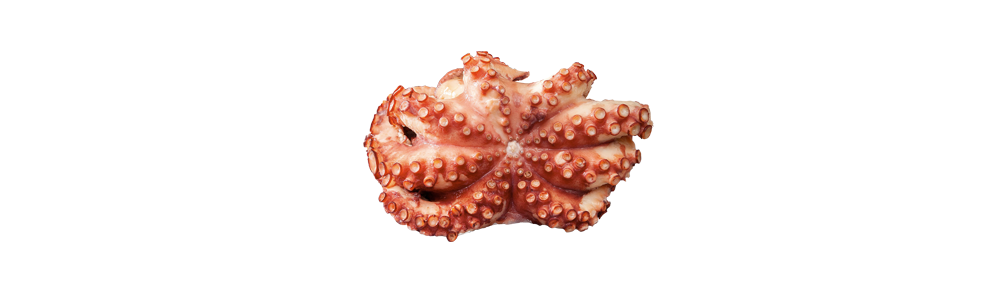 Boiled octopus (Octopus vulgaris)