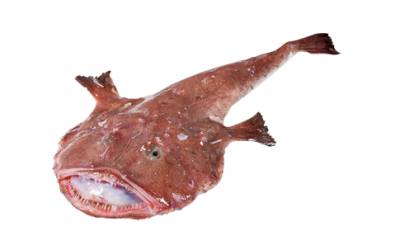 Monkfish tail (Lophius piscatorius)