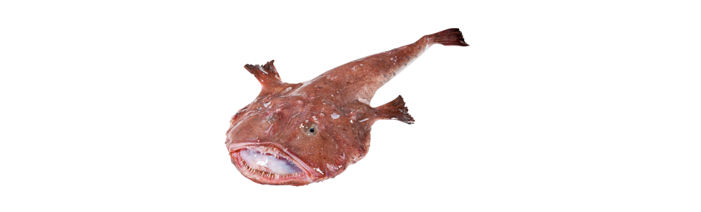 Monkfish/Angler (Lophius piscatorius)