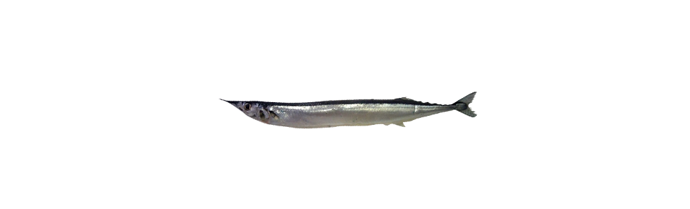 Balaou atlantique (Scomberesox saurus)