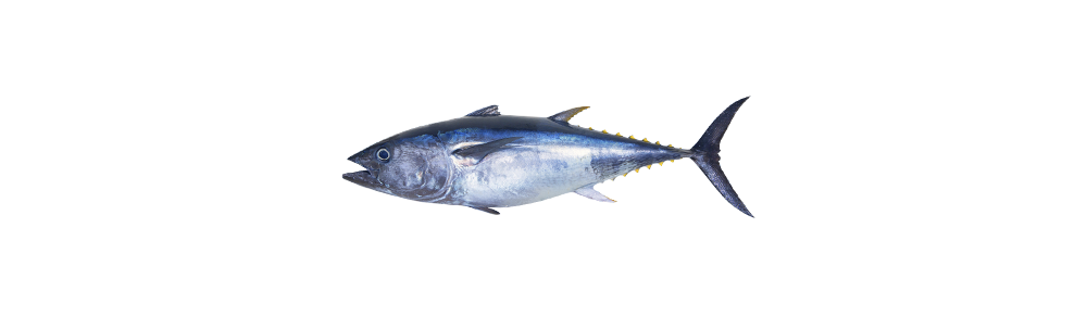 Tuna (Thunnus thynnus)