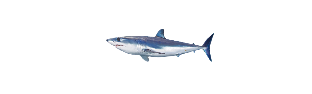 Requin bleu/Taupe (Isurus oxyrinchus)