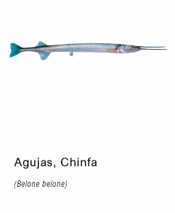 agujas chinfa asturpesca