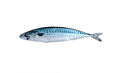 Frozen mackerel (Scomber scombrus/ Scomber colias)