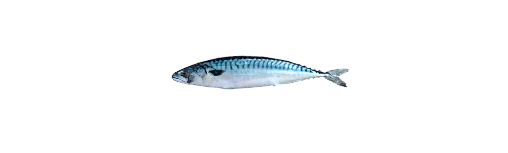 Frozen mackerel (Scomber scombrus/ Scomber colias)