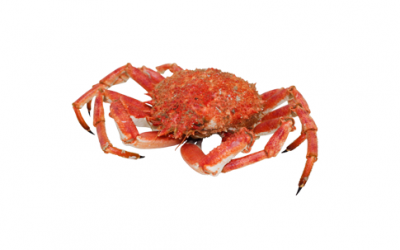 Spider crab (Maja squinado)