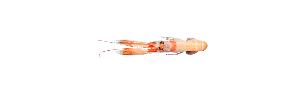 Flat lobster (Nephrops norvegicus)
