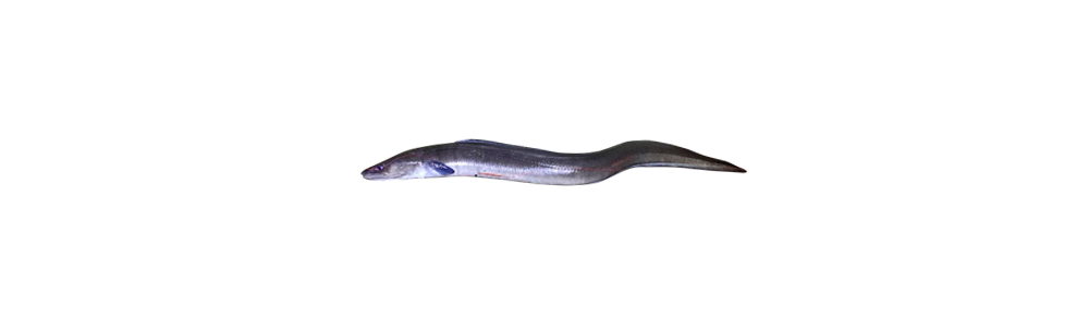 Conger eel (Conger conger)