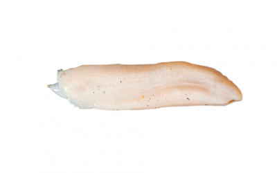 Sea cucumber stomach (Parastichopus regalis)