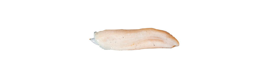 Ventre du Concombre de mer (Parastichopus regalis)