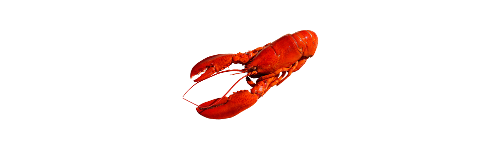 Spiny lobster (Palinurus elephas/Panulirus regius)