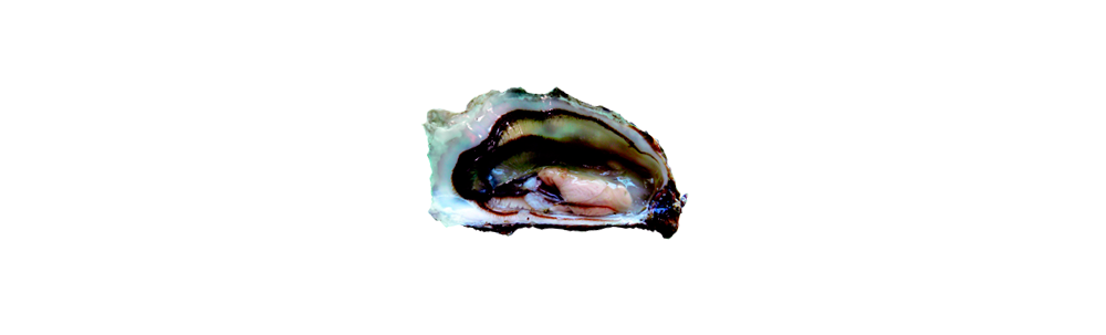 Oysters (Ostrea edulis)