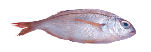 pancheta atlantico pescado fresco
