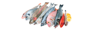 pescado blanco distribucion asturias