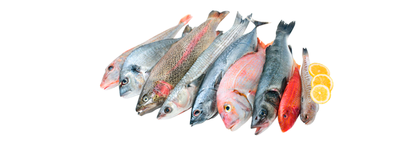 pescado blanco distribucion asturias | Asturpesca