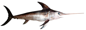 pez espada atlantico