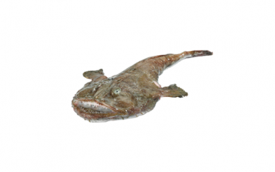 Angler/Monkfish (Lophius piscatorius)