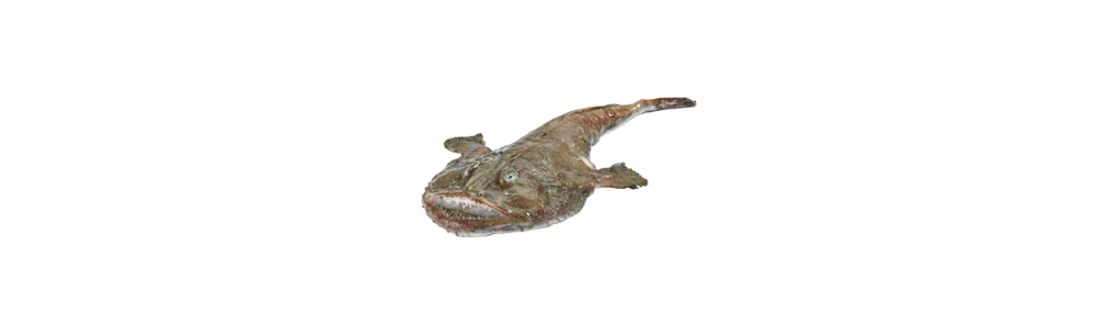 Angler/Monkfish (Lophius piscatorius)