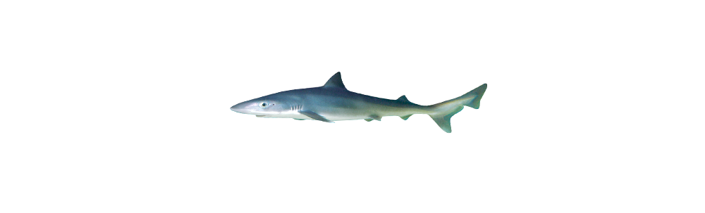 Requin tigre (Galeocerdo cuvier)