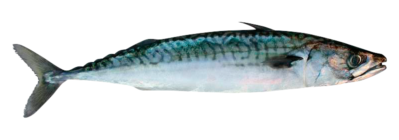 Atlantic mackerel fish