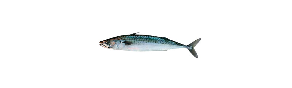 Frozen Atlantic mackerel (Scomber scombrus)