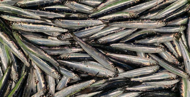 white anchovy distributor