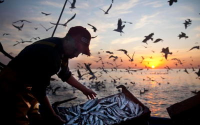 Informe de la FAO sobre los efectos de la Covid-19 en el sector de la pesca