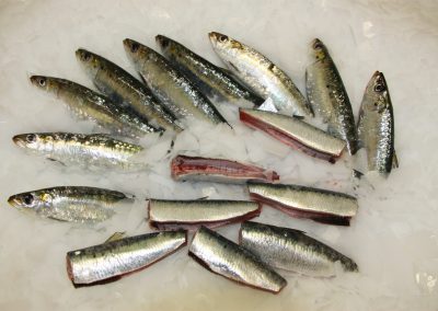 troncos de sardina