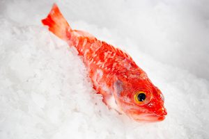 goatfish/redfish