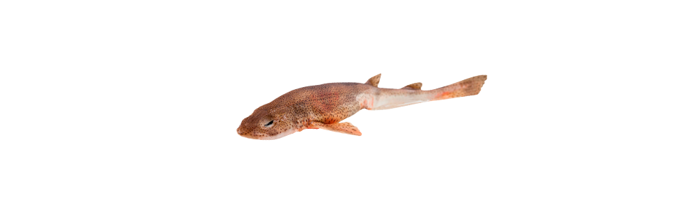 Frozen lesser spotted dogfish (Scyliorhinus canicula)