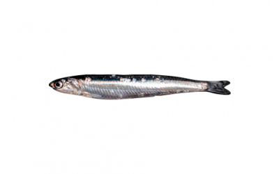 Frozen white anchovy (Engraulis encrasicolus)