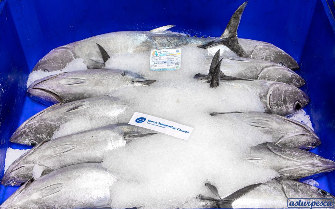 Tuna fish season 2021 overview